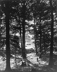 Black-and-white photograph of slender, tall birch trees