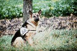 German Shepherd dog leashed to a tree, looking at the photographer. The dog has a large triangular leather strap with the word "Zoll" tied across its midriff.