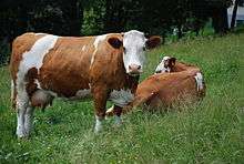 brown and white cattle