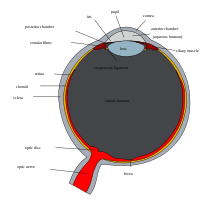 Anatomy of the eye