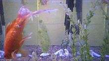 A tank filled with gold fish with a live web camera feed
