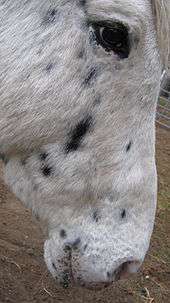 The head of a light-colored horse with dark spots, showing spotting around the skin of the eye and muzzle.