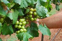 Scuppernong vines in Mocksville, North Carolina