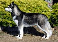 "A dark grey and white wolf like dog faces left in profile."