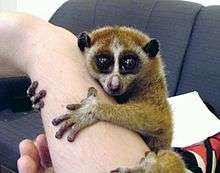 A pet slow loris clings to its owner's forearm