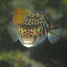 A fish with brown spots and orange eyes looks into camera.