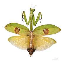 Drawing of a large green adult female mantid insect