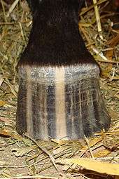 A brown and white striped horse hoof, with a dark colored leg partially visible