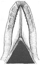 The underside of the lemur tongue showing the sublingua with its serrated tip