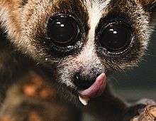A close-up of a slow loris licking its nose and the sublingua sticking out beneath it.