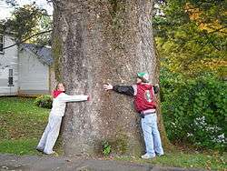 Tree with two people standing in front