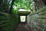 The sunken lane, Somerhill