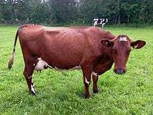 a cow, deep red with some white markings