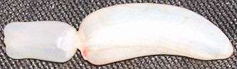 Photo of white bladder that consists of a rectangular section and a banana-shaped section connected by a much thinner element