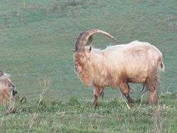 A wild goat with huge horns walks through the grass on a winter morning.