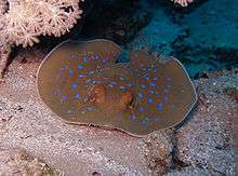 Photo of a stingray from the front, as it rests right next to a coral ledge