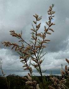 a drought-resistant tamarix tree pictured under storm clouds