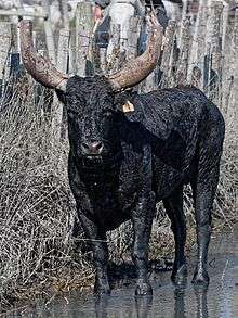 a small black bull with his horns shortened and covered with leather