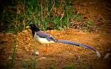 The yellow-billed blue magpie or gold-billed magpie