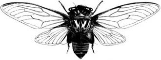 Black and white scientific drawing of a cicada with wings spread