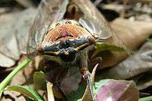 Photograph of cicada face, sitting on fallen leaves