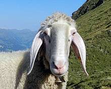 head of a sheep with long drooping ears