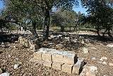 Two graves marked by the laying of square cut stones side by side, two on top of each other, among other headstones surrounded by trees.