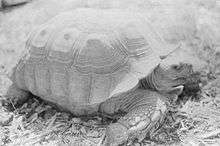 Male tortoise