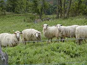 Five white sheep in a field