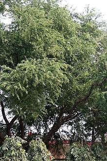 Pithecellobium dulce tree
