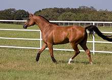 A horse with a reddish-brown body and black mane and tail, trotting in a lush green pasture