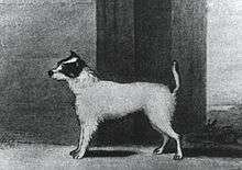 "A black and white drawing of a white dog with black markings on the face. The image is in profile with the dog facing left."
