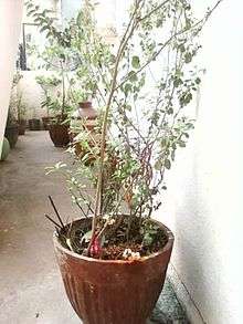 The Tulasi plant is worshipped in Karnataka