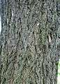 Ulmus thomasii (meisse) bark.jpg