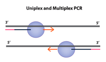 Uniplex and multiplex PCR