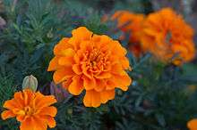 Orange marigold flowers