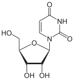 Skeletal formula of uridine