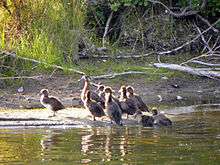 A group of brown ducks, some on the shore and some in the adjacent water