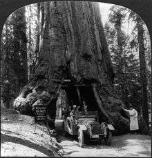 An early automobile carrying a group of people drives through a tunnel cut through a very large tree.