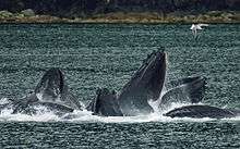 A group of humpback whales breaking the surface, mouths agape, lunge feeding