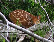 A small reddish-brown deer with white spots looks over a gray log; it is surrounded by grass with trees in the background.
