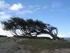 Picture showing a windswept tree owing to the strong winds
