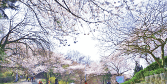 Wolmyeong Dong Park Cherry Blossom 3.png