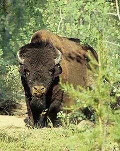 Frontal view of a buffalo.