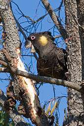 A large black cockatoo partly hidden behind a small tree trunk, peeling bark downwards off another branch with its large beak