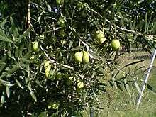 Green olives of Yerakini