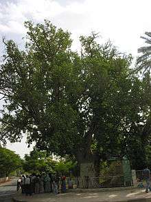 Photo of the actual Sycamore fig tree in Jericho today.